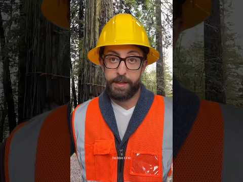 Tree Cutting FAIL – This Went So Wrong! 🌲💥 #treefelling #chainsawman #oldtree