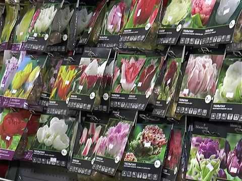 Семена И Луковицы Цветов Купить В Москве