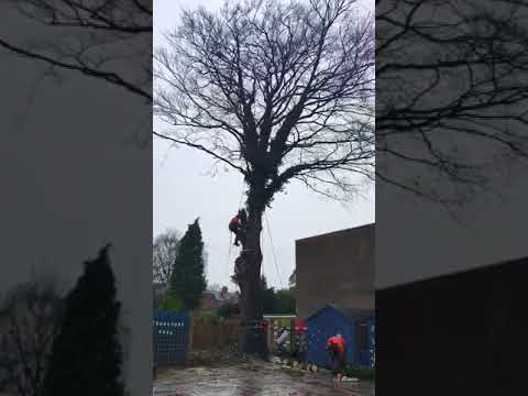 download lagu mp3 mp4 Tree Surgeon Hull, download lagu Tree Surgeon Hull gratis, unduh video klip Tree Surgeon Hull