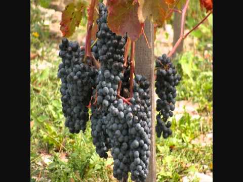 Beshighoozhi - Oliver Shanti :))