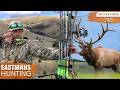Public Land Beast Bow Hunting Big Bulls With Brian Barney