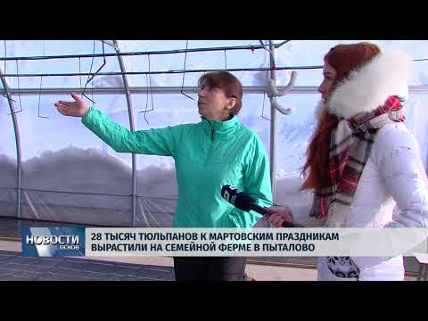 27.02.2018 # На семейной ферме в Пыталово вырастили 28 тысяч тюльпанов к праздникам