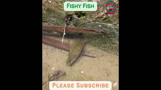 Download lagu Best Eel Trap mp3