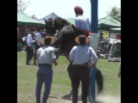 Monta en clina MALDITO PEQUE en Nelson Santa Fe