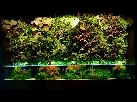 Most Beautiful Planted Aquariums! - Amazon Spheres in-depth Tour