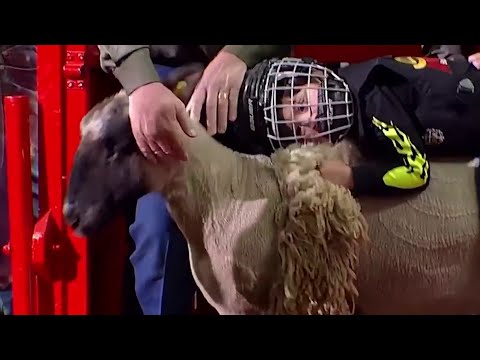 Mutton bustin' riders take part in annual San Antonio Stock Show & Rodeo event - YouTube
