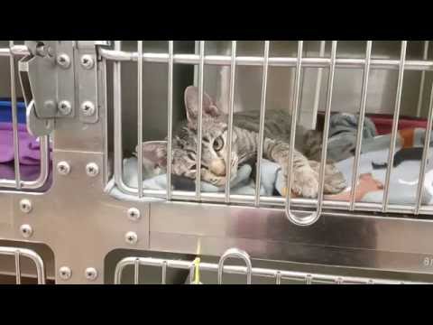 Cat Adoption Room Walk Thru 10/22/16
