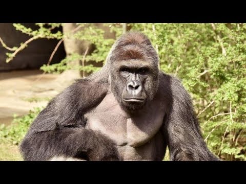drawring with pete speshal - death of harambe