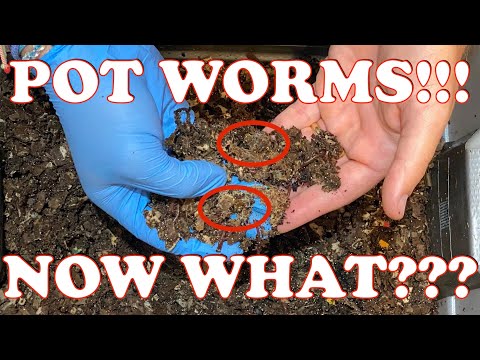 Worm Bin Infested With Pot Worms! What I’m Doing To Correct It | Vermicompost Worm Farm