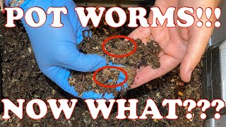 Worm Bin Infested With Pot Worms! What I’m Doing To Correct It | Vermicompost Worm Farm
