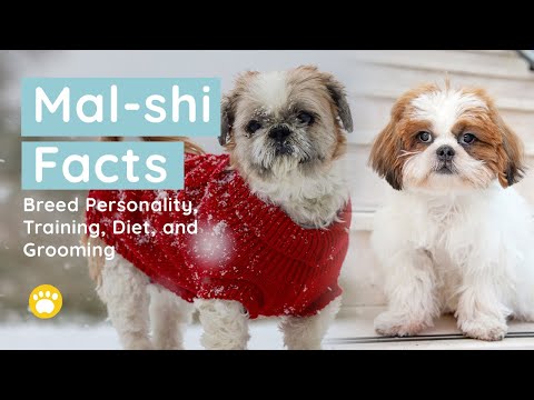 Mal-shi Dog Breed Personality, Training, Diet, and Grooming