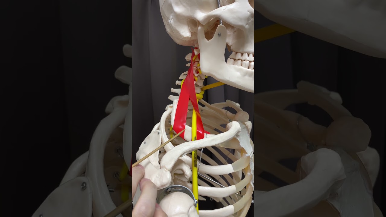 首の筋肉と神経の関連性