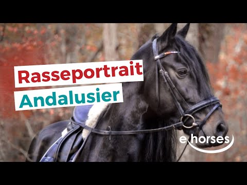 , title : 'Der Andalusier im Rasseportrait'