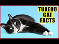 15 Surprising Facts About Tuxedo Cats Black And White Cats
