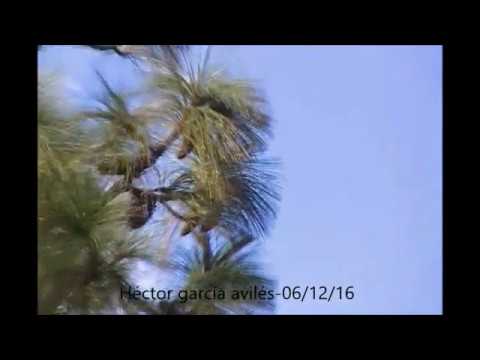 Diciembre 06/12/16 taxco gro méxico héctor garcía