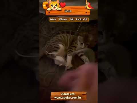 Vídeo de Gata