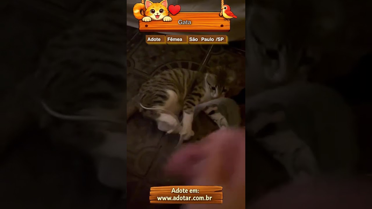 Gato raça SRD-ViraLata idade 2 a 6 meses nome Gata