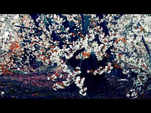 Dragica Nestorovic Popovic Zasto Sike, zasto