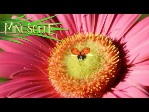 Minuscule – Hyperactive (Season 1)