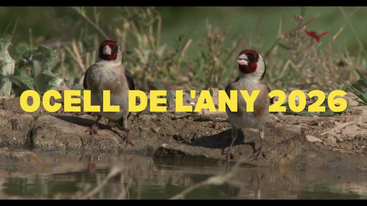 OCELL DE L'ANY 2026