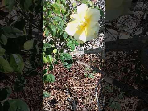 Pretty flowers in my backyard #flowers #backyard #pretty #shorts #fypシ