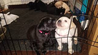 Cute Puppies Begging for Attention