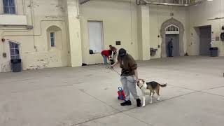 Video preview image #1 Corgi Basset Puppy For Sale in Belleuve, NE, USA