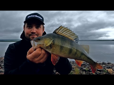 ISOA AHVENTA LAPISTA TIENVARSIJÄRVELTÄ - AHVEN SYÖ SADEKELISSÄ