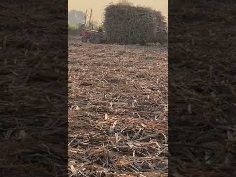 MF 385 Power  600 Mund Sugarcane Load