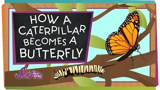 How a Caterpillar Becomes a Butterfly