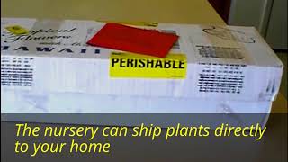 Orchids At Farmers' Market - Honolulu Hawaii