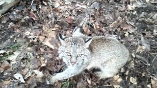 Bobcat trapping with David Williams February2014.