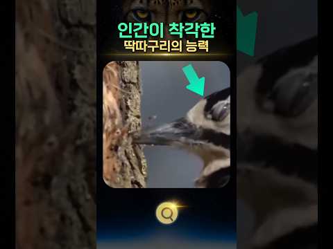 인간이 착각한 딱따구리의 능력