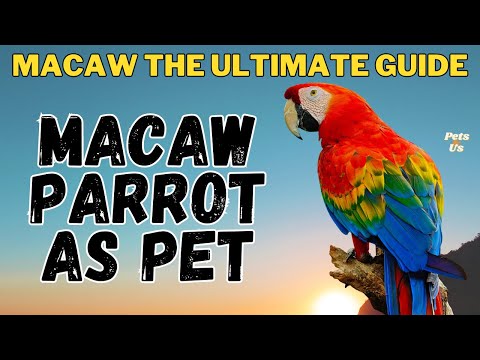 MACAW Parrot As Pet | Watch this before getting a Macaw | MACAW the Ultimate Guide | Pets and Us