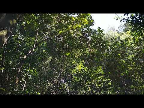 Foresta. Rio. Cachoeira. Município de Carolina, Maranhão.