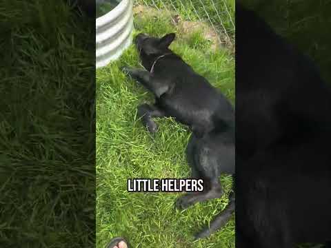 Cute little helpers #puppy #gsds #funnyanimals #germanshepherd #dogs #dogmom