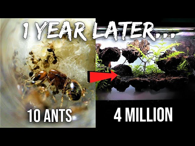 Video de pronunciación de Ant en Inglés