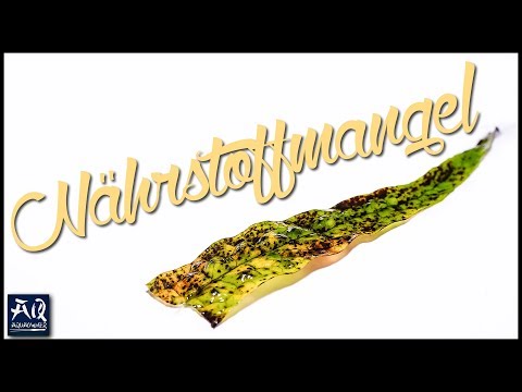 Wie die Schalen vom Kopf bei der Schuppenflechte abzunehmen Asd-3 Für die Behandlung des Ekzems