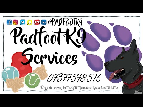 Taran - Coming Away From Meeting Another Dog