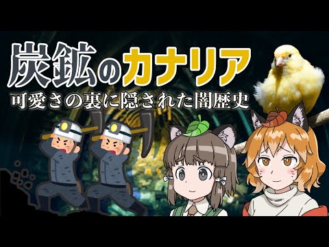 カナリアの種類: 例と写真