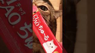 大好きなちゅーる