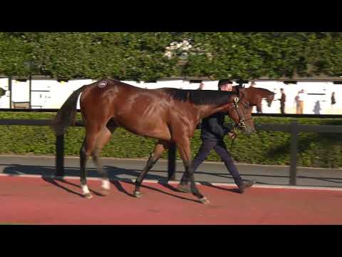 2021 October Yearling Sale - Lot 174 f. ZELZAL x AL SAILIYAH