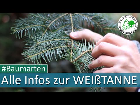 Die Baumart Weißtanne - Merkmale, Ansprüche, Holz und vieles mehr