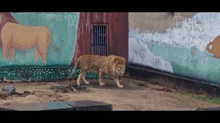 비 오는 날의 사자 #Animal #lion #zoo #사자 #라온과후추 #동물원 #달성공원