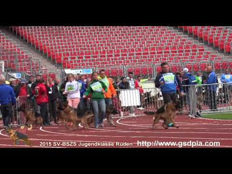 2015 SV-BSZS Jugendklasse Rüden