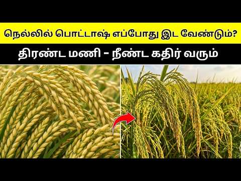 வயலில் பொட்டாஷ் உரத்தின் நன்மைகள் மட்டுமல்ல; அளவோடு பயன்படுத்தாவிட்டால் தீமைகளும் உண்டு!