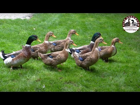 4 barwy Kaczek Staropolskich u Przemka Tesaka