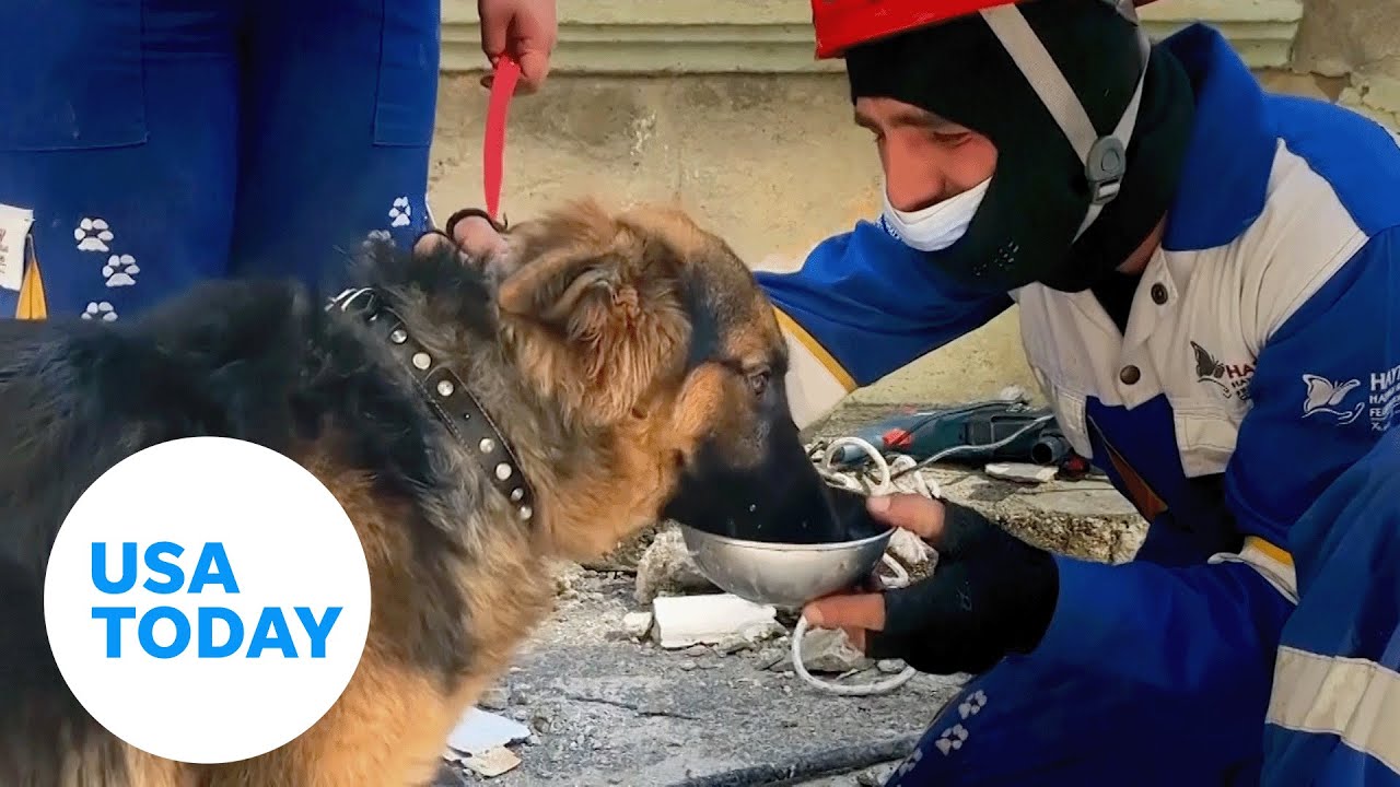 Earthquake rescues: Dogs pulled from rubble in Turkey | USA TODAY thumbnail