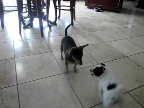 Rosamaria and Junior-Two Rescue Dogs