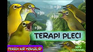 Download lagu PLECI RIBUT KOLONI - TERAPI AIR MENGALIR mp3 Download lagu PLECI RIBUT KOLONI - TERAPI AIR MENGALIR mp3